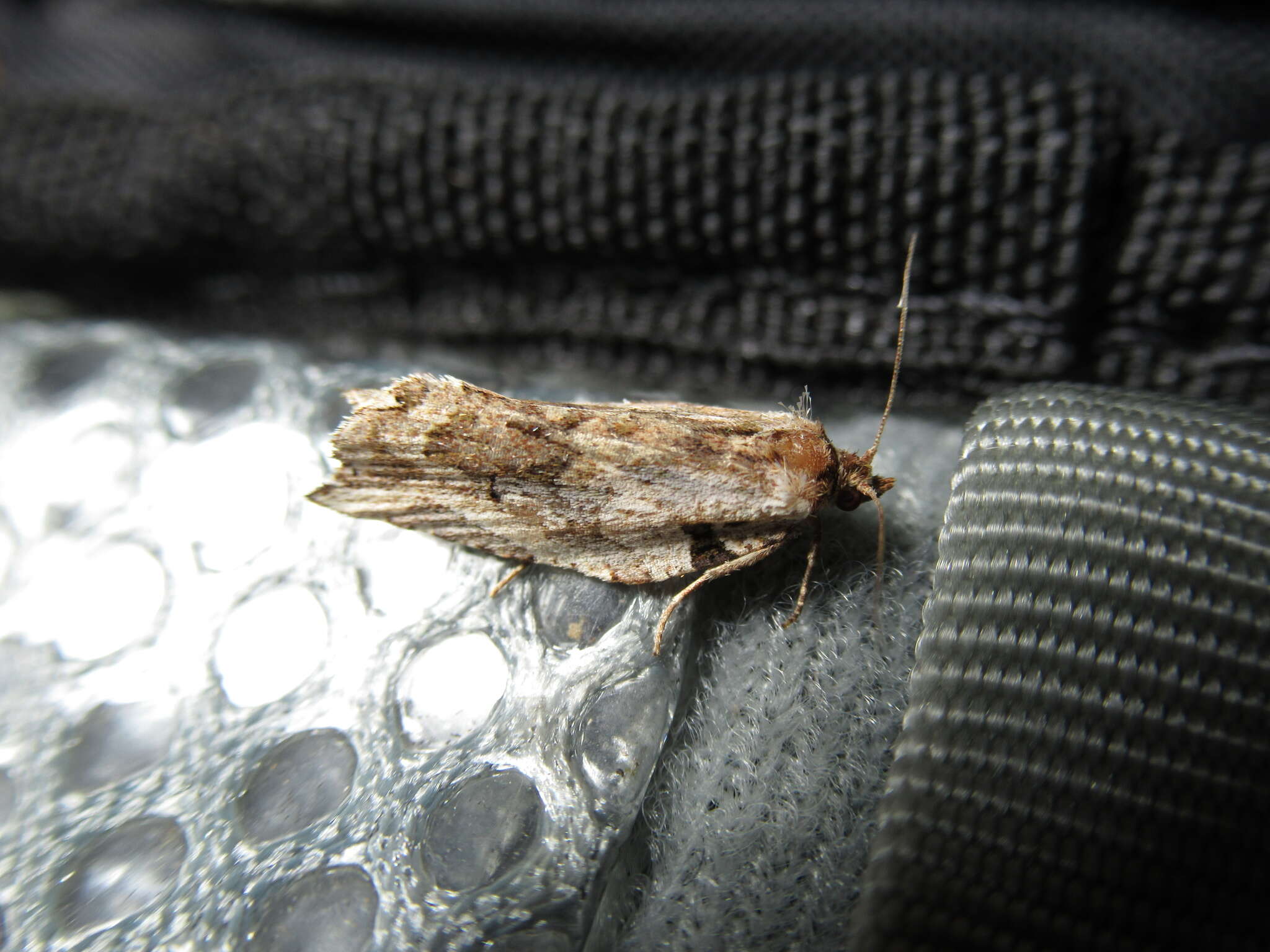 Image of brindled bell moth