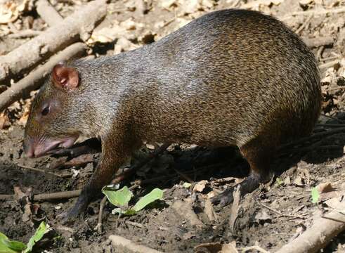 Image of Mexican Agouti