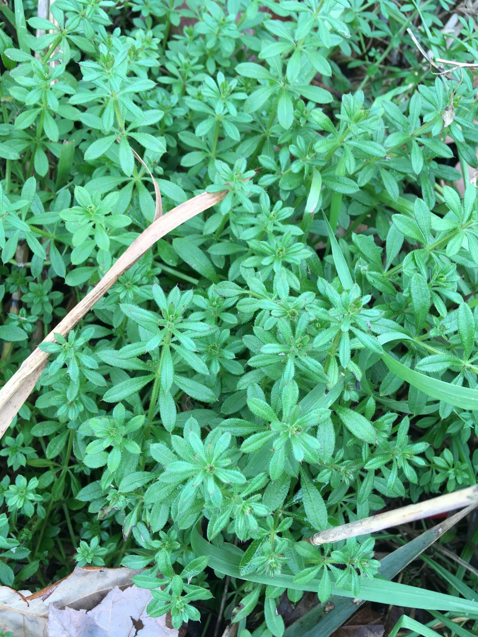 Image of Goosegrass