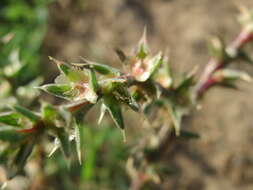 Image of Prickly Russian-Thistle