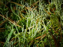 Image of Cladonia furcata