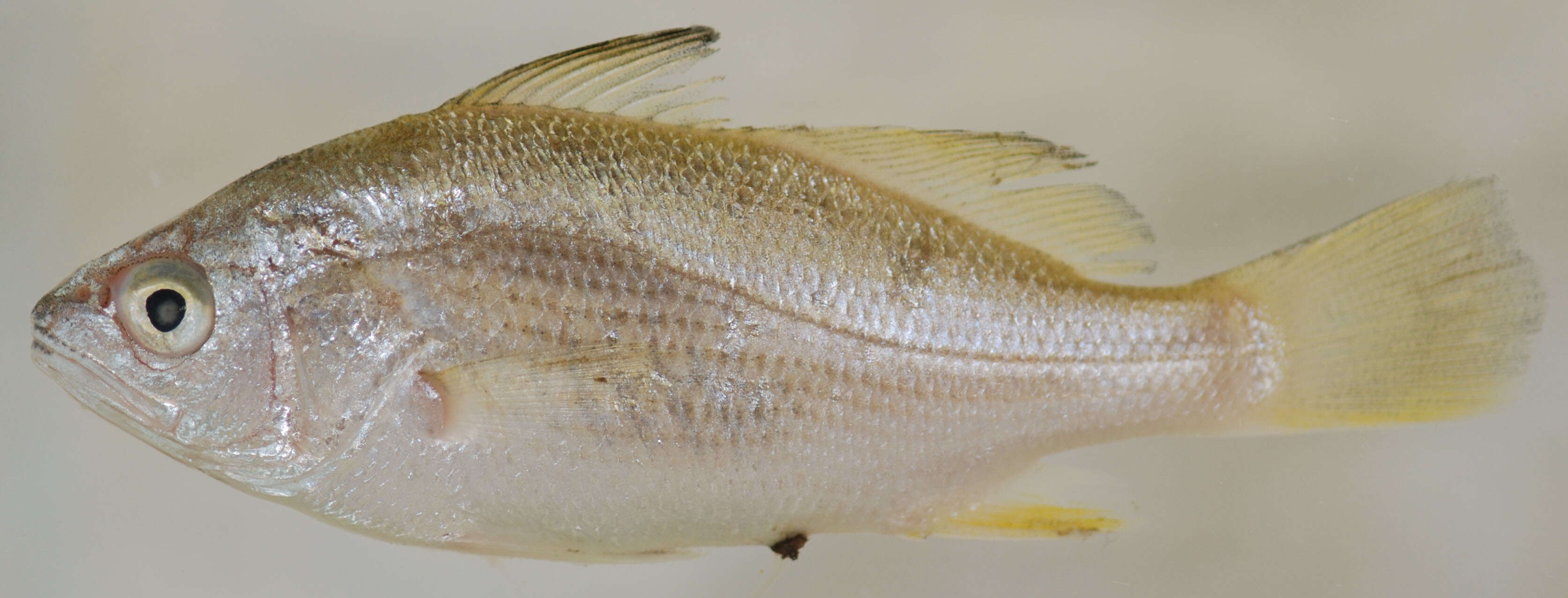 Image of Striped croakers