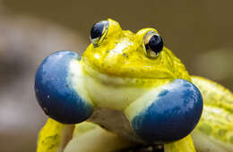 Image of Bull Frog