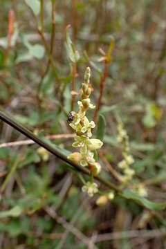 Image of Muehlenbeckia ephedroides Hook. fil.