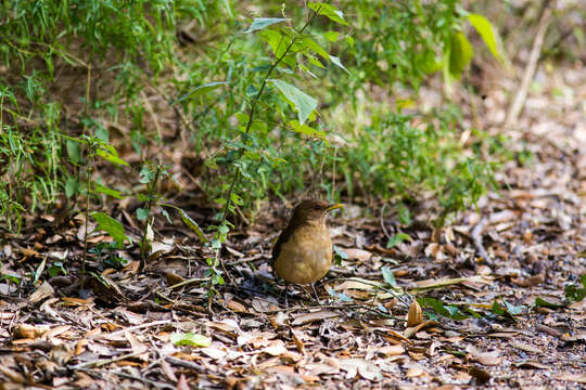 Image of Clay-colored Robin