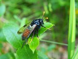 Image of <i>Cimbex femoratus</i>