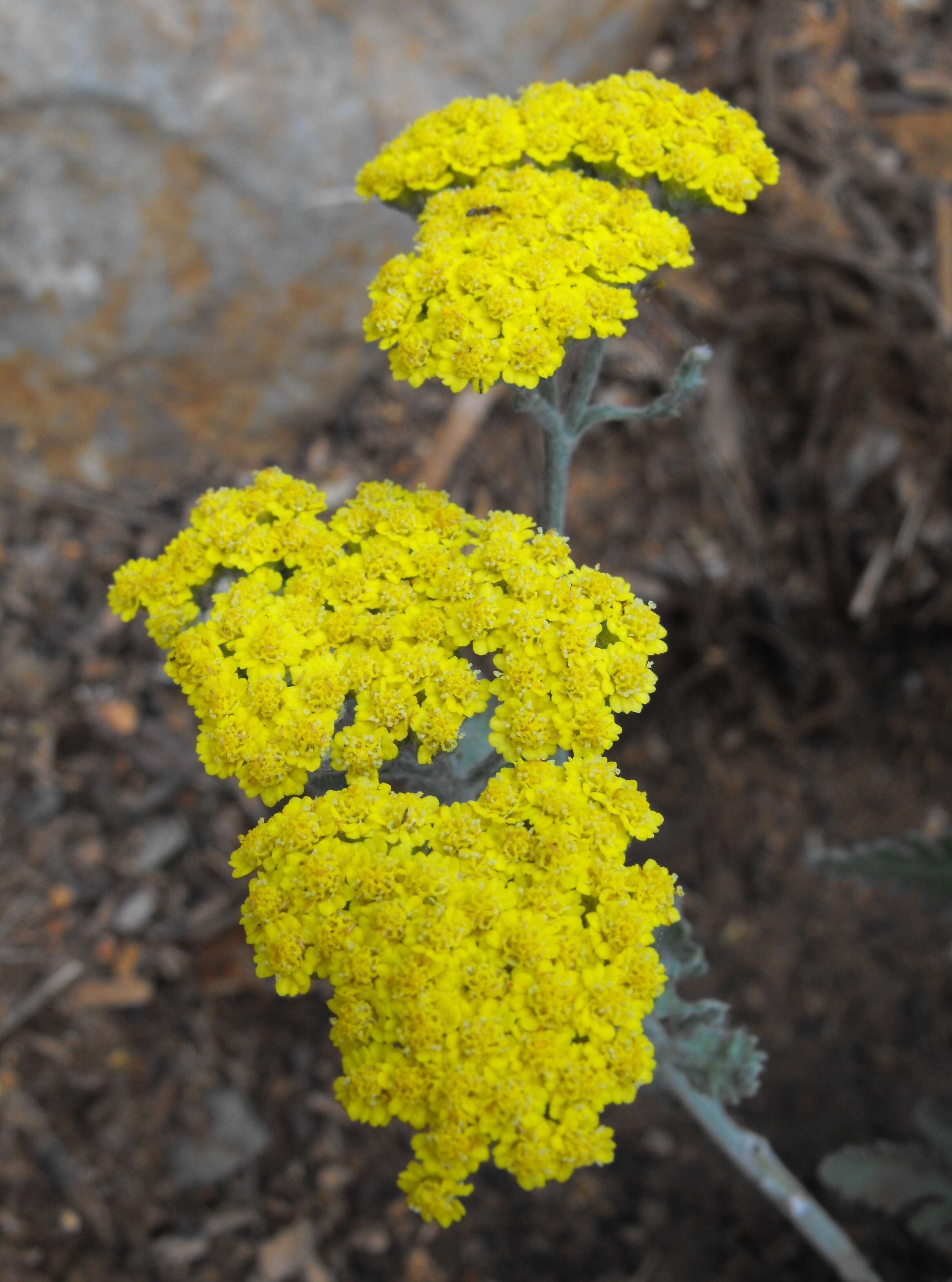 Image of Achillea tomentosa L.