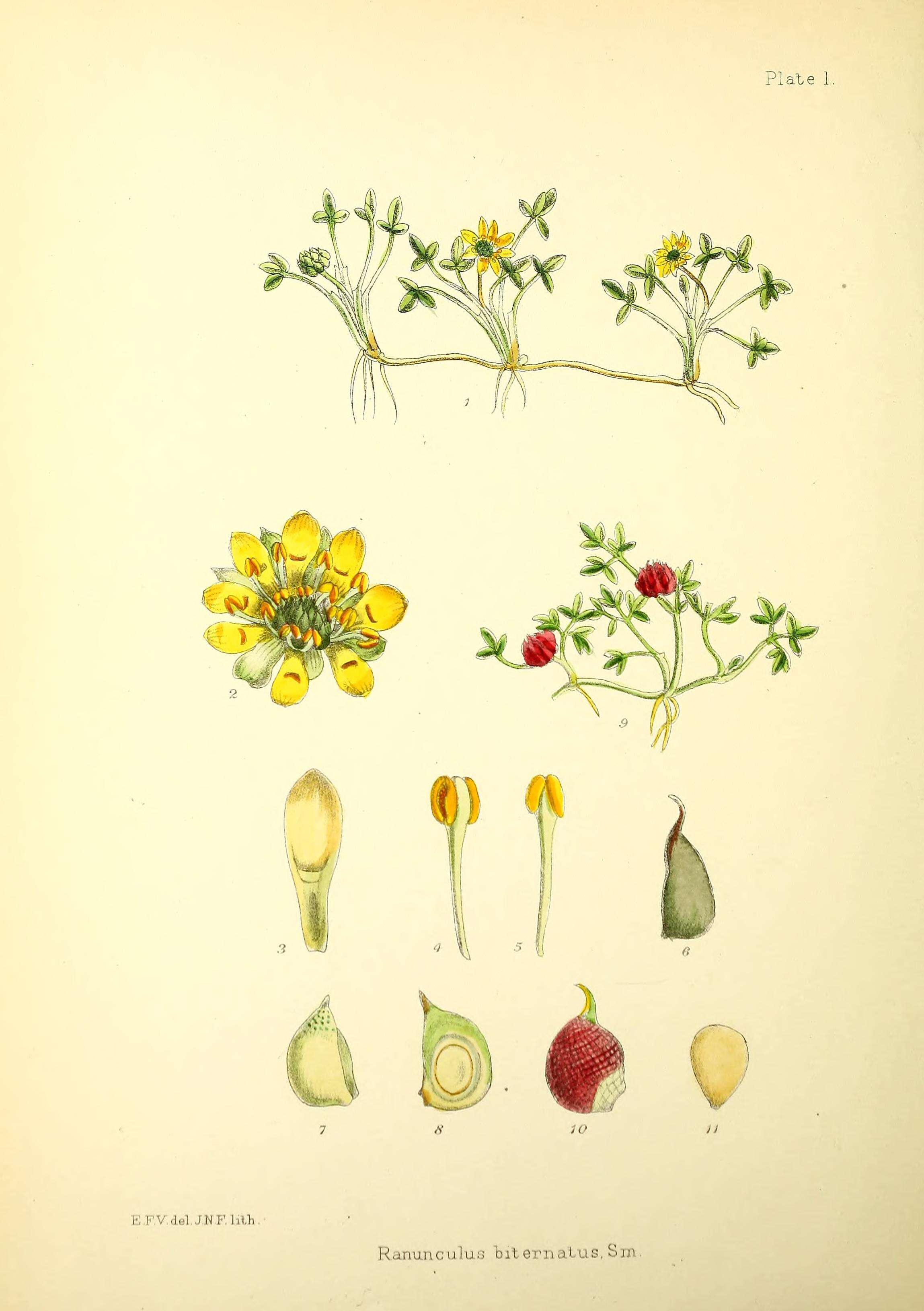 Imagem de Ranunculus biternatus Sm.