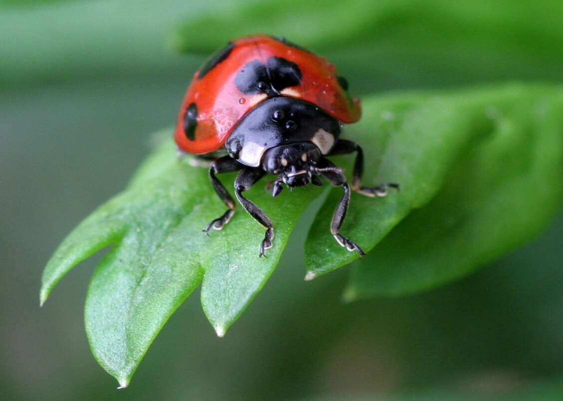 Image of 11-spot ladybird