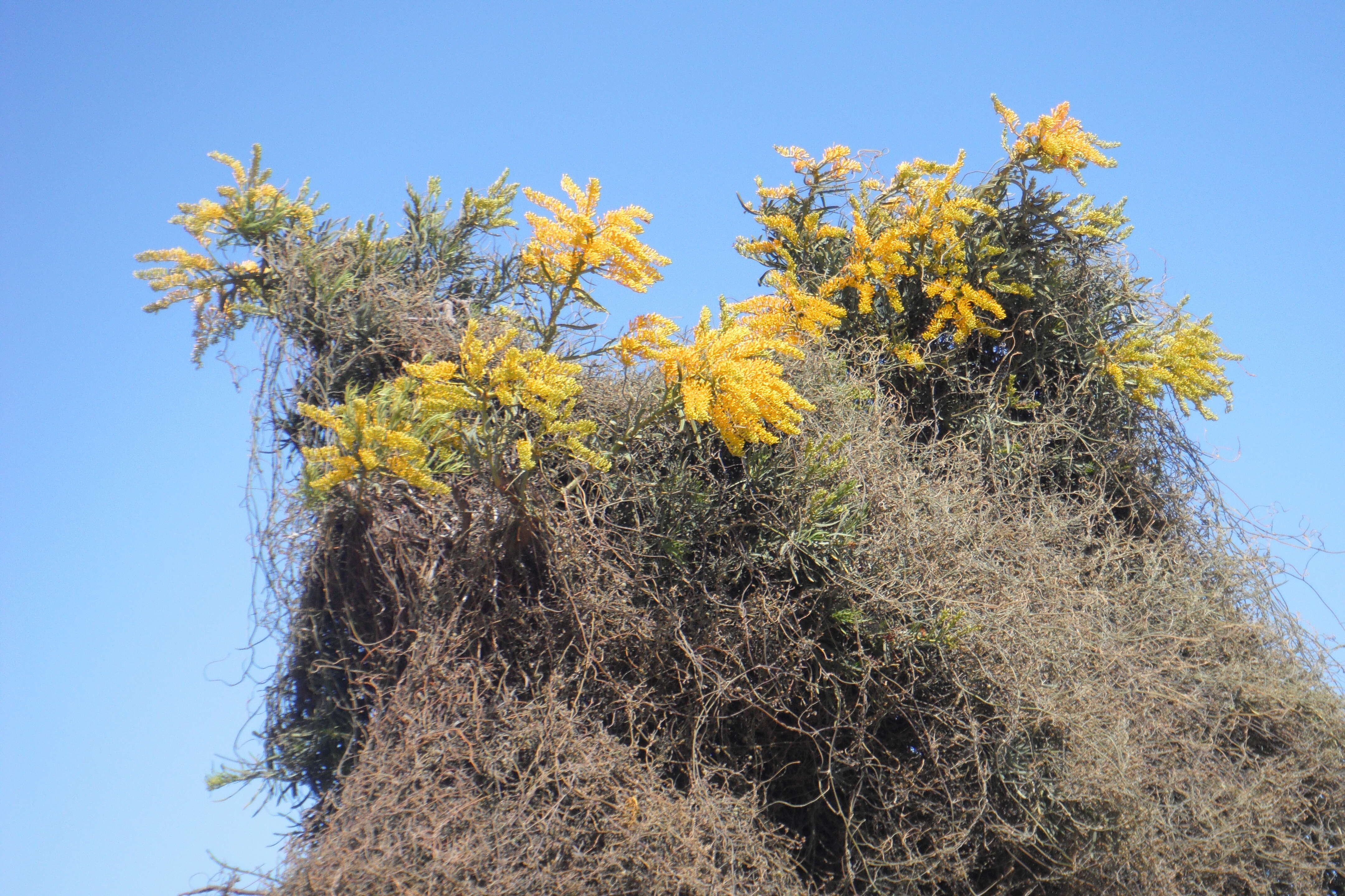 صورة Nuytsia