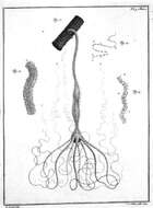 Image of Hydridae Dana 1846