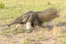 Image of Giant anteaters