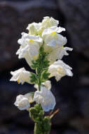 Plancia ëd Antirrhinum majus L.