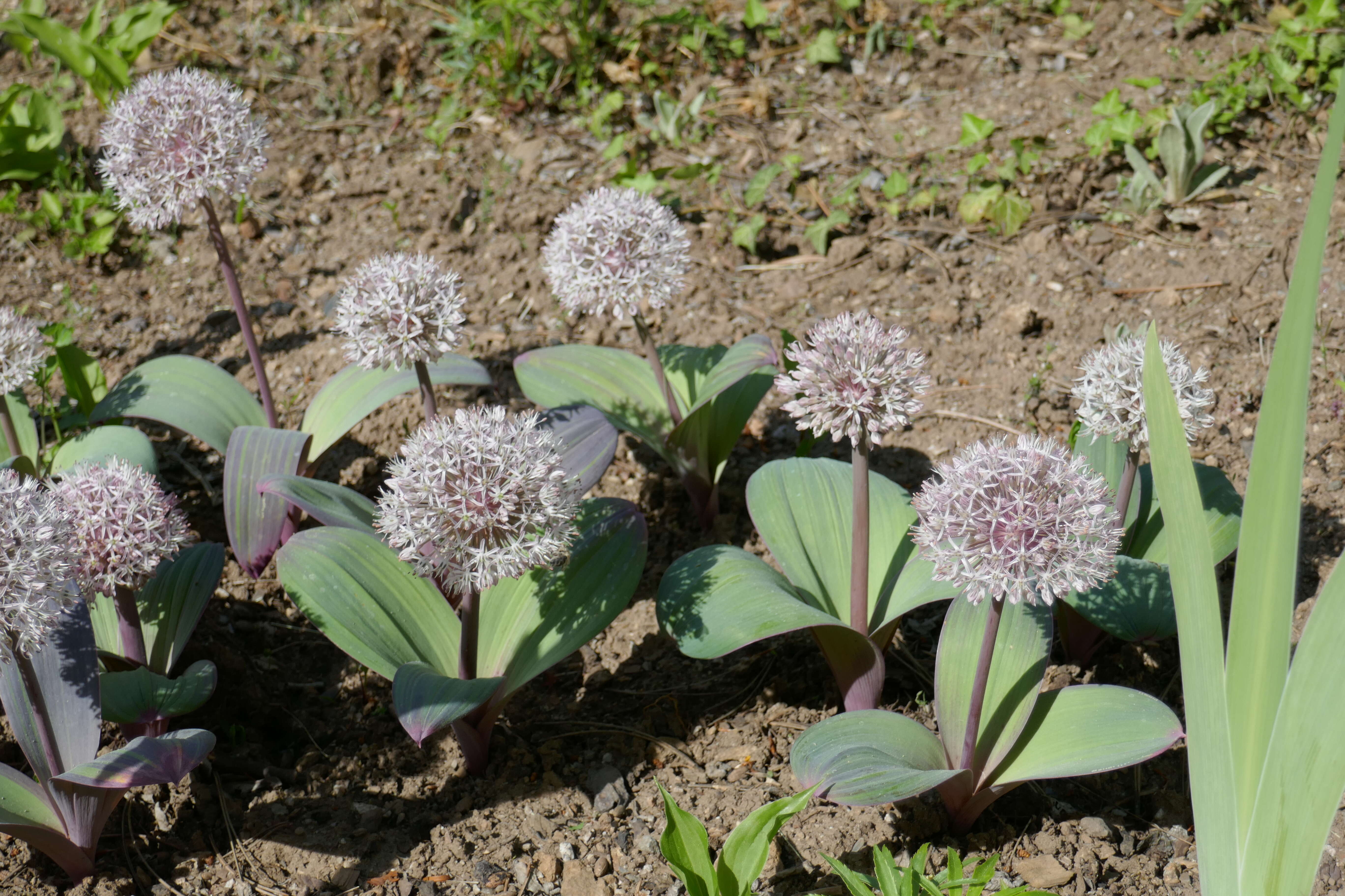 Image of Turkestan onion