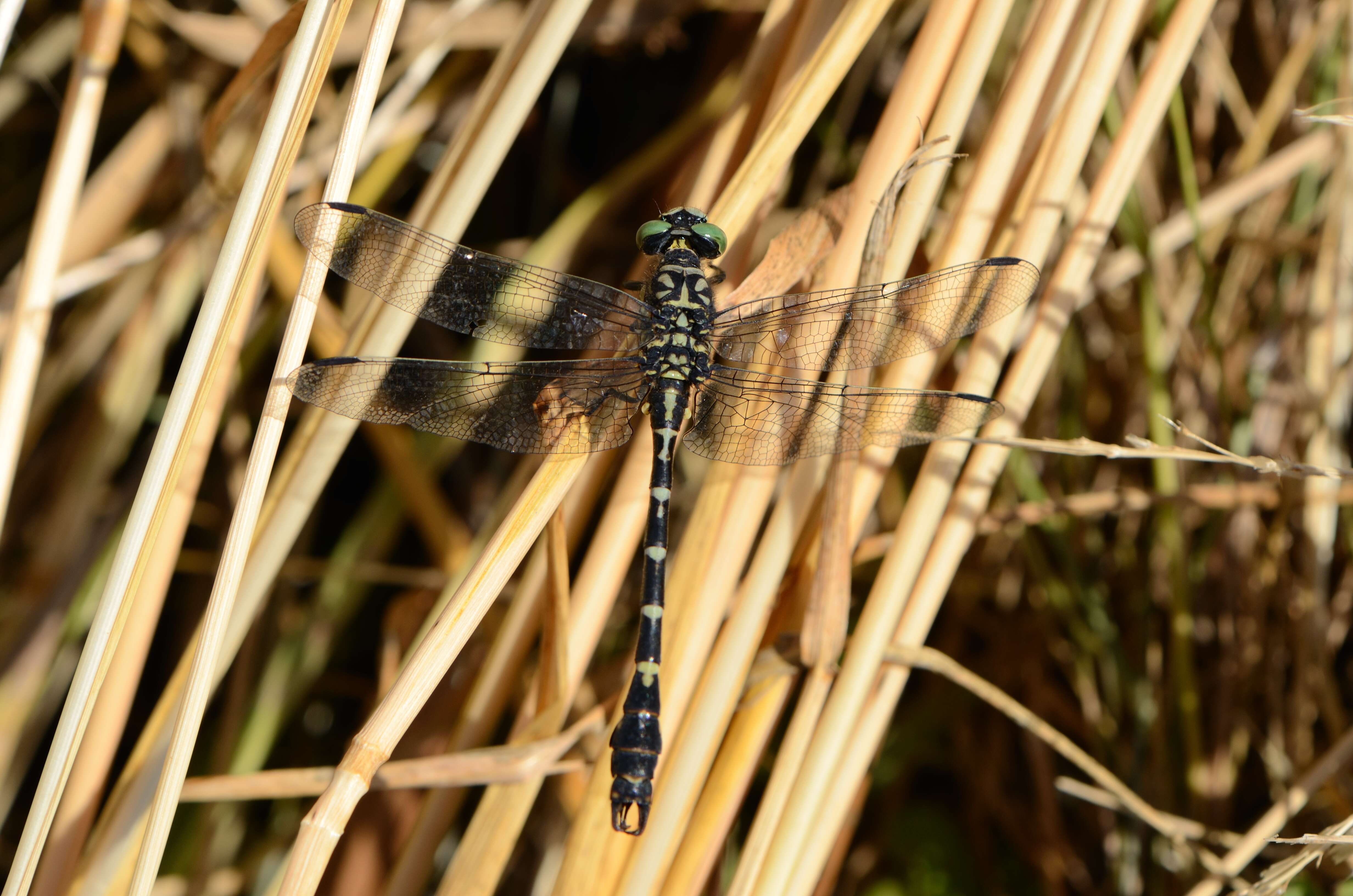 Image of Green-eyed Hooktail