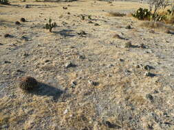 Image of Ferocactus latispinus (Haw.) Britton & Rose