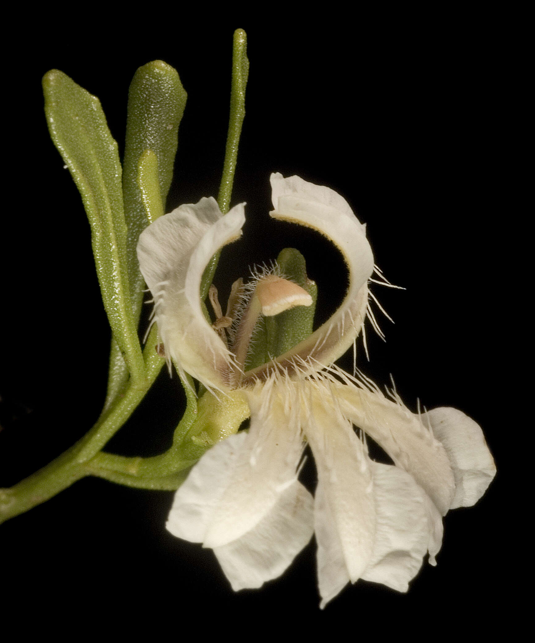 Image of Coopernookia strophiolata (F. Müll.) Carolin