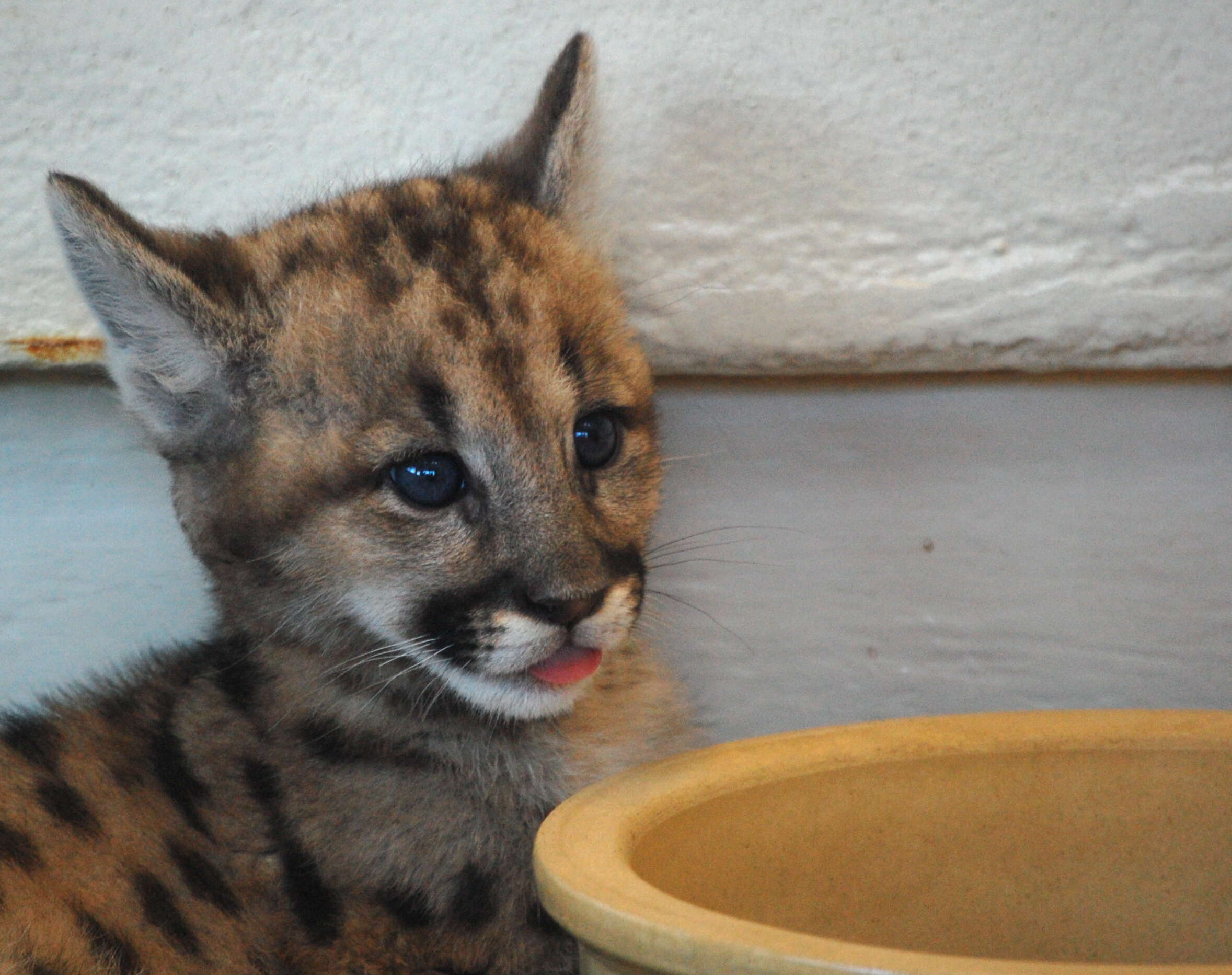 Image of Florida panther