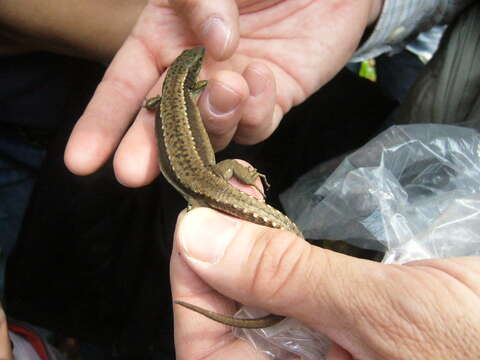 Image of Iberian rock lizard