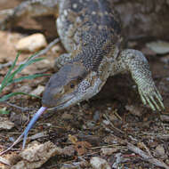 Image of White-throated monitor