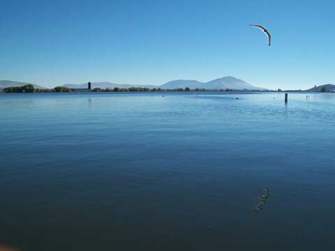 صورة <i>Larus brachyrhynchus</i>