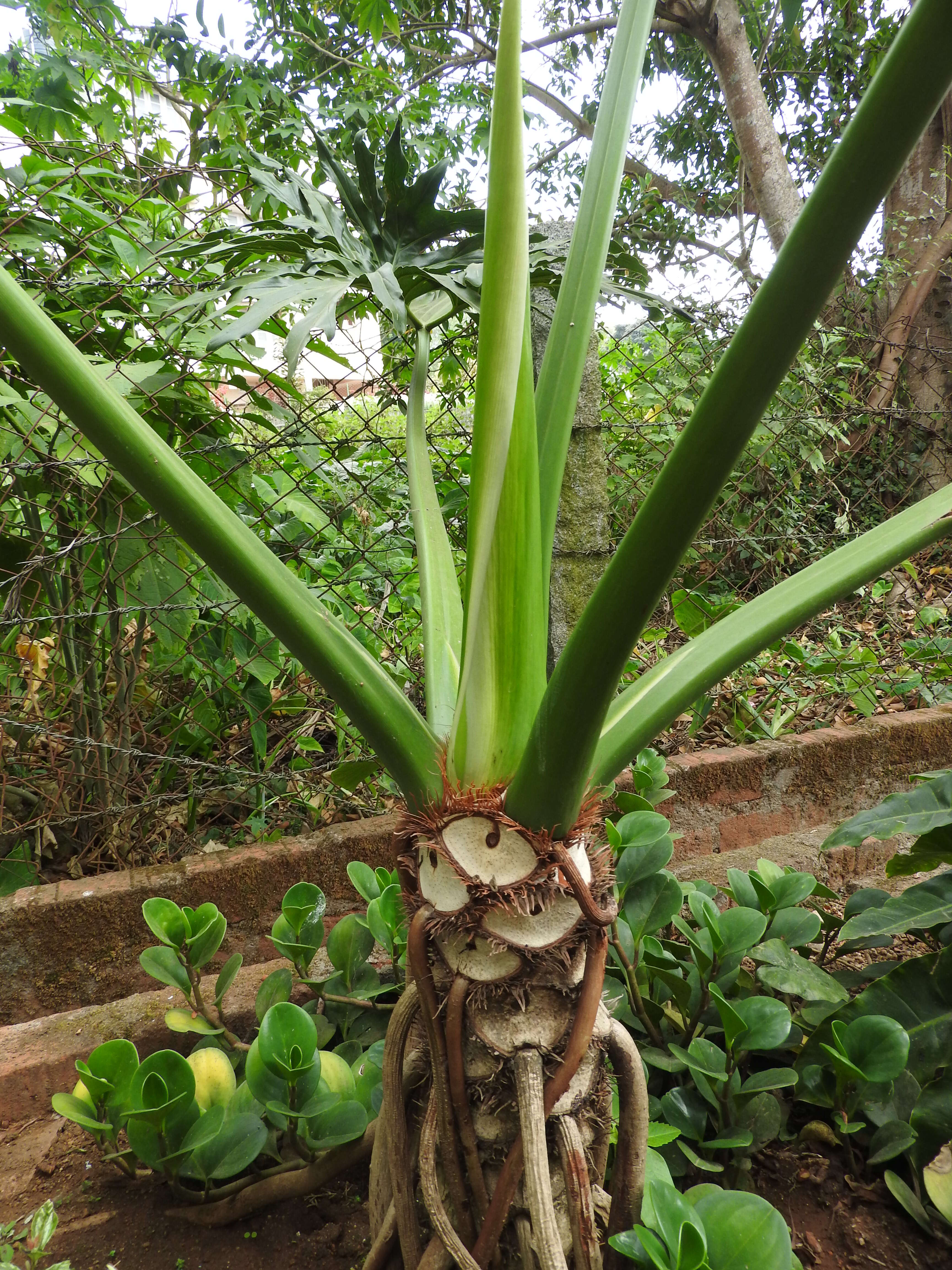 Image of Thaumatophyllum bipinnatifidum