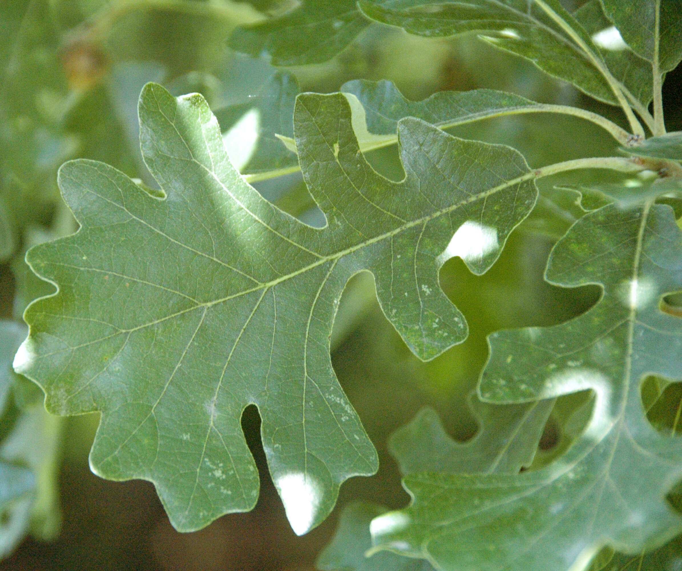 Image of Bur Oak