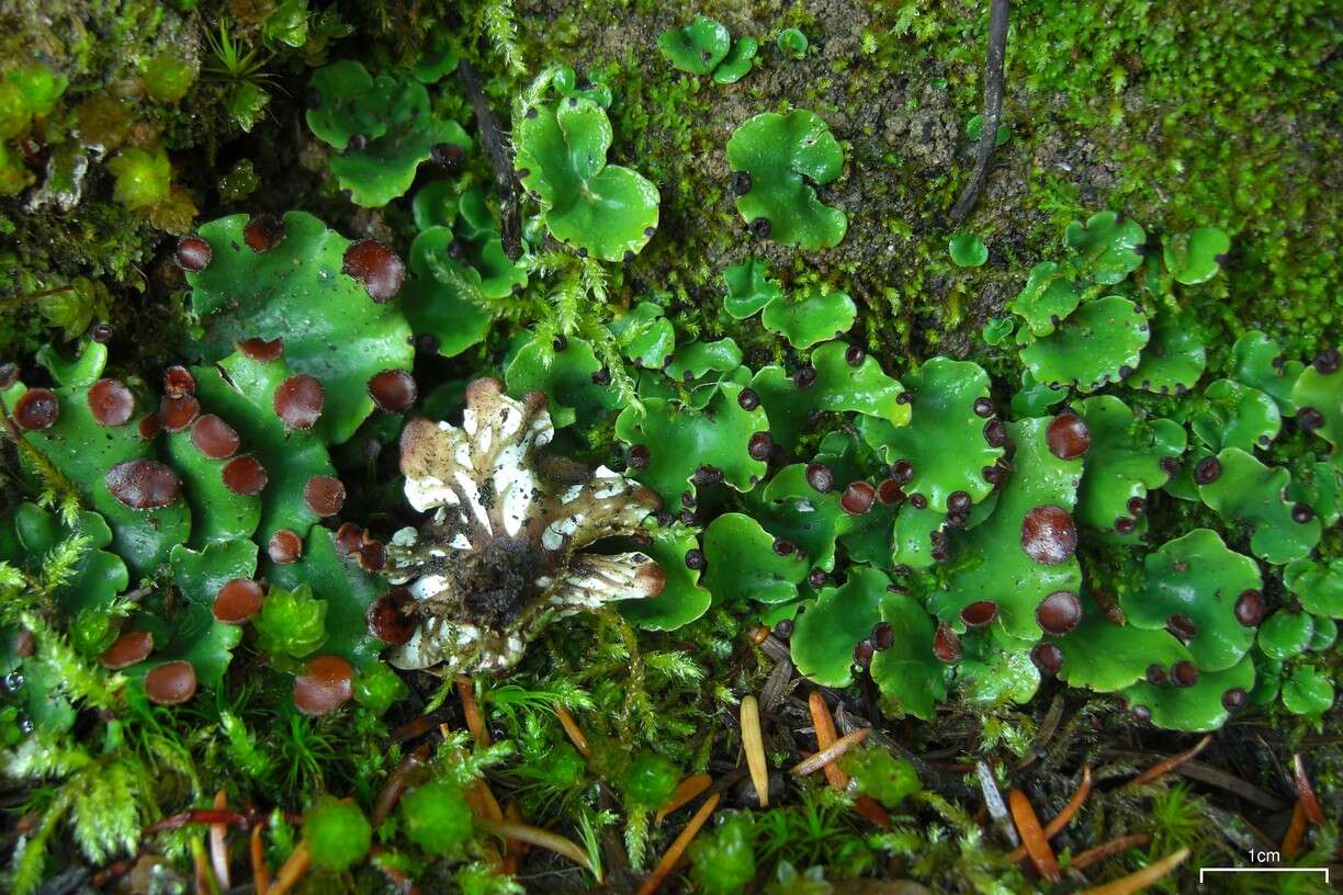 Слика од Peltigera venosa (L.) Hoffm.