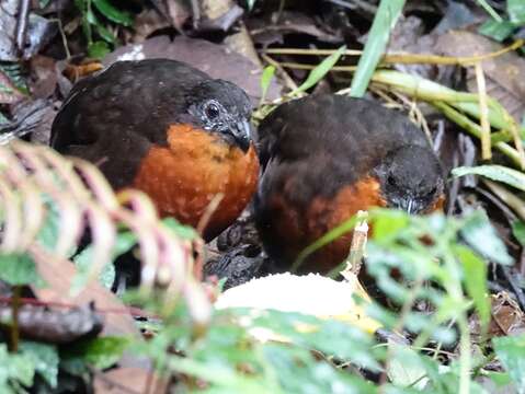 Imagem de Odontophorus erythrops Gould 1859