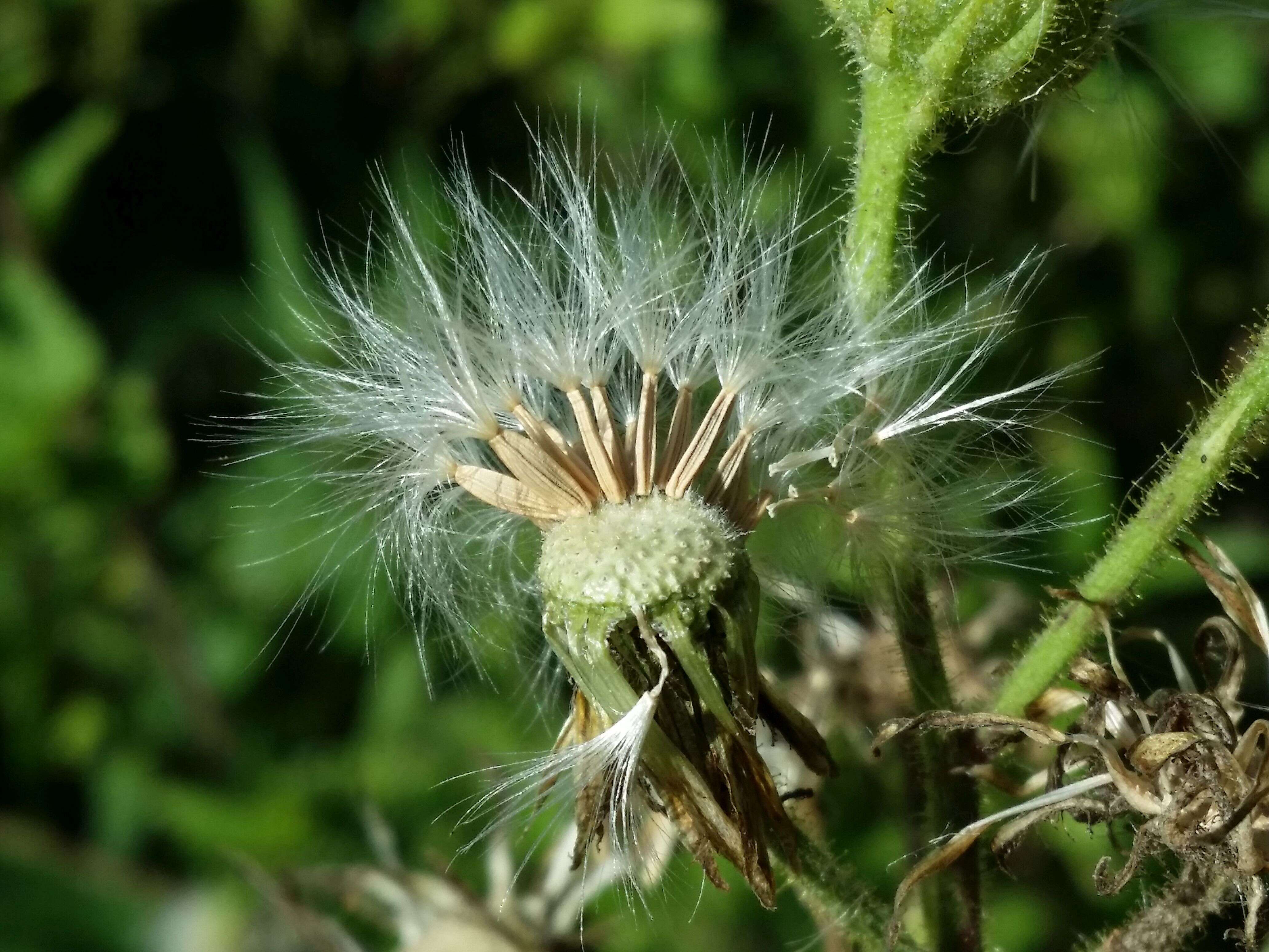 Image of marsh sow-thistle