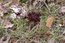 Image of Gyromitra esculenta (Pers.) Fr. 1849