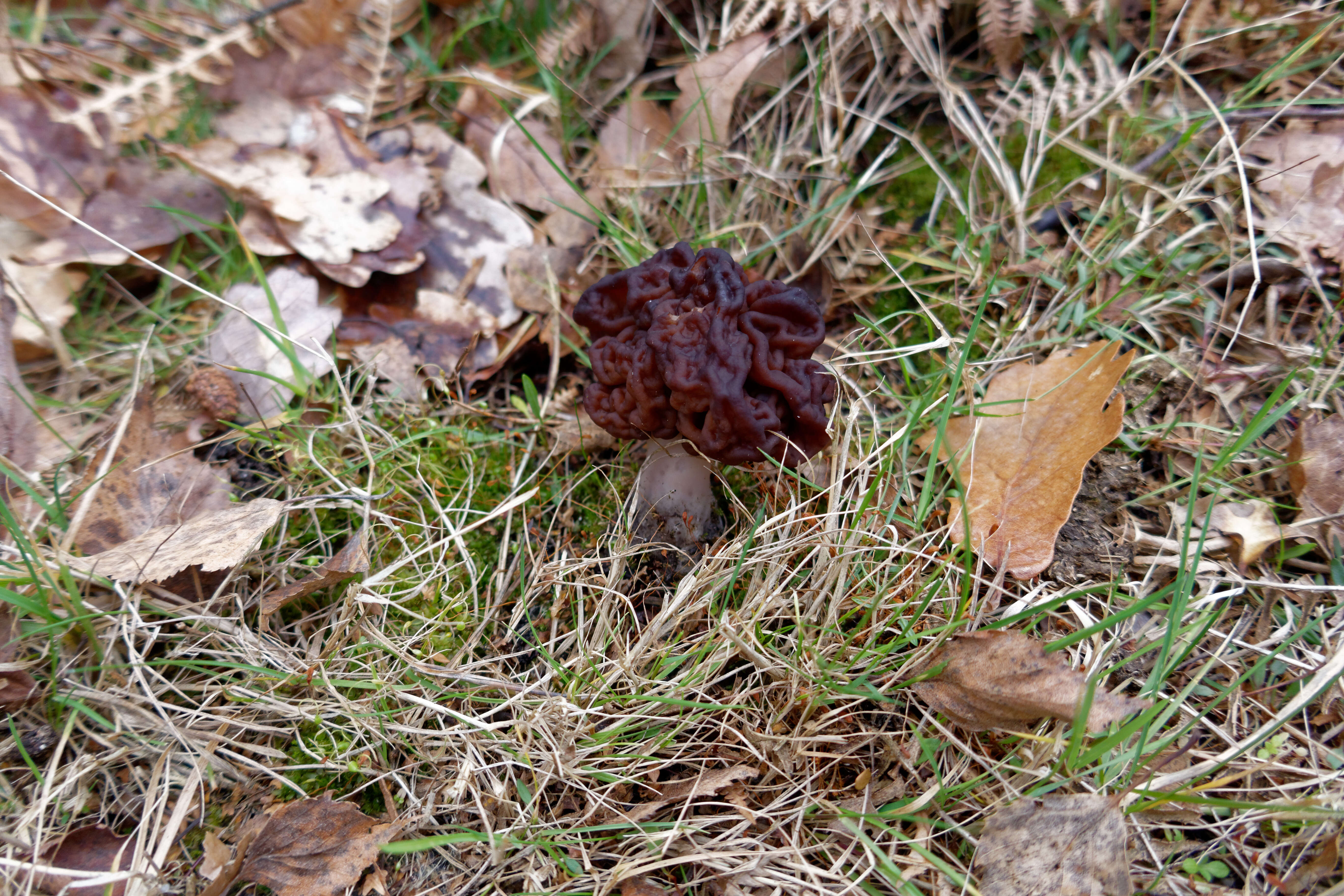 Image of Gyromitra esculenta (Pers.) Fr. 1849