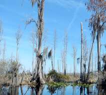 Image of Spanish moss