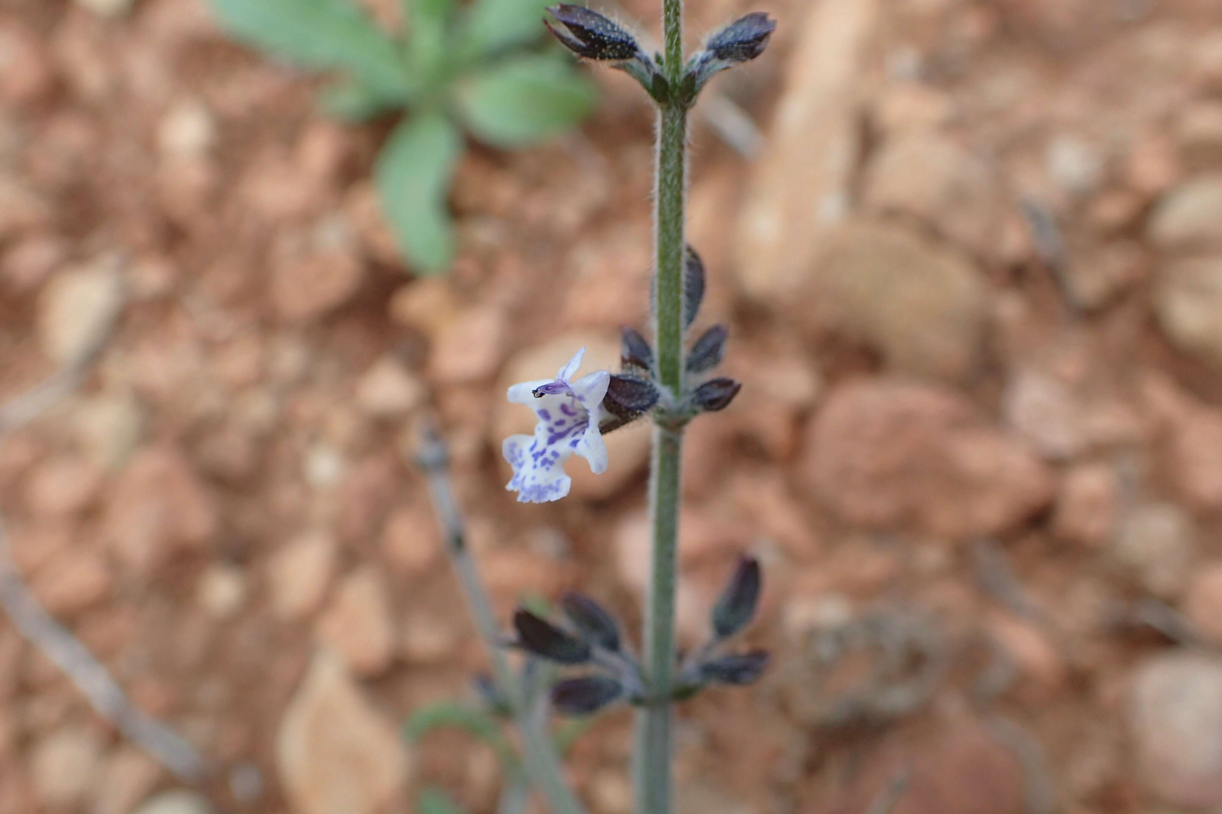 Image of Salvia spinosa subsp. spinosa