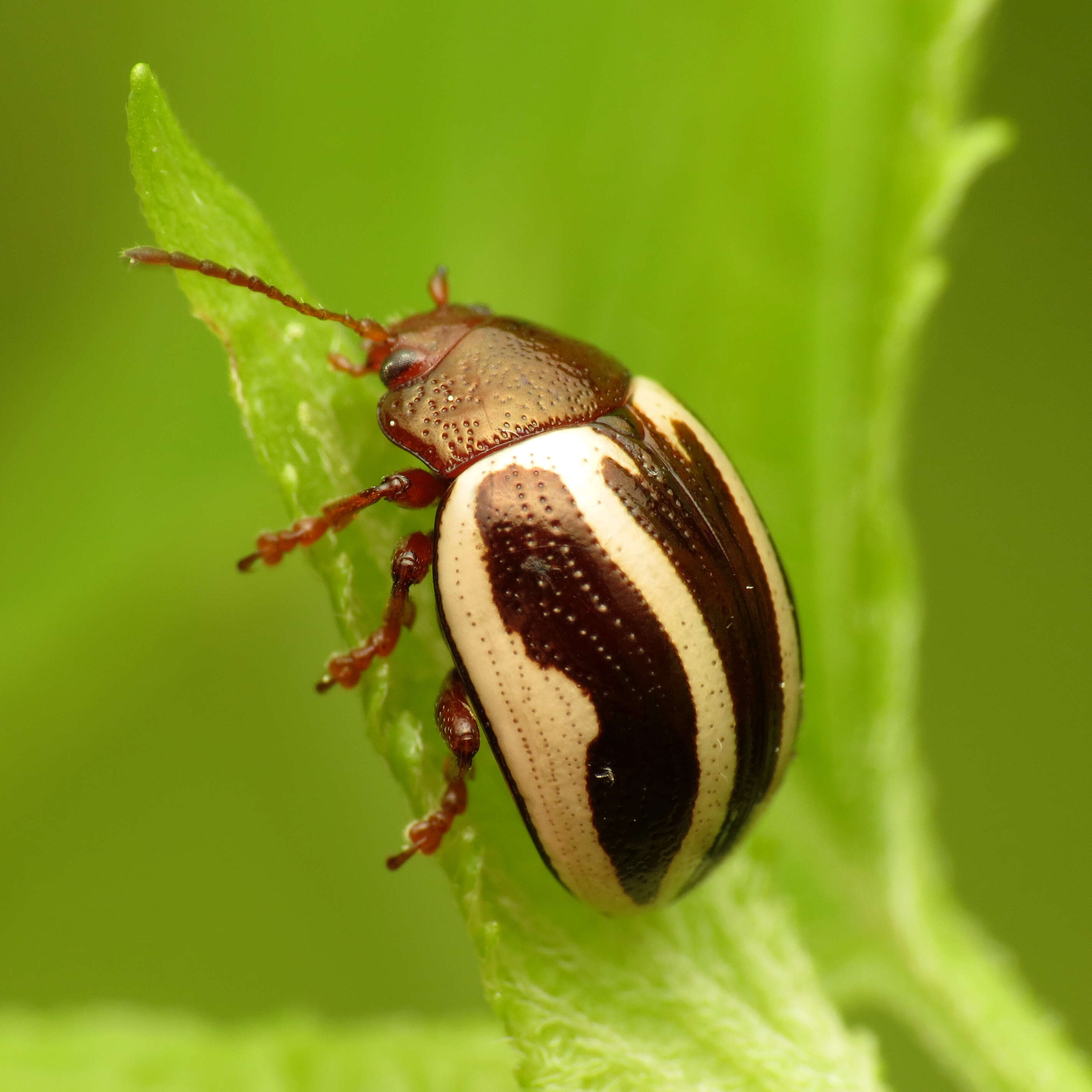 Image of Calligrapha (Bidensomela) bidenticola Brown 1945