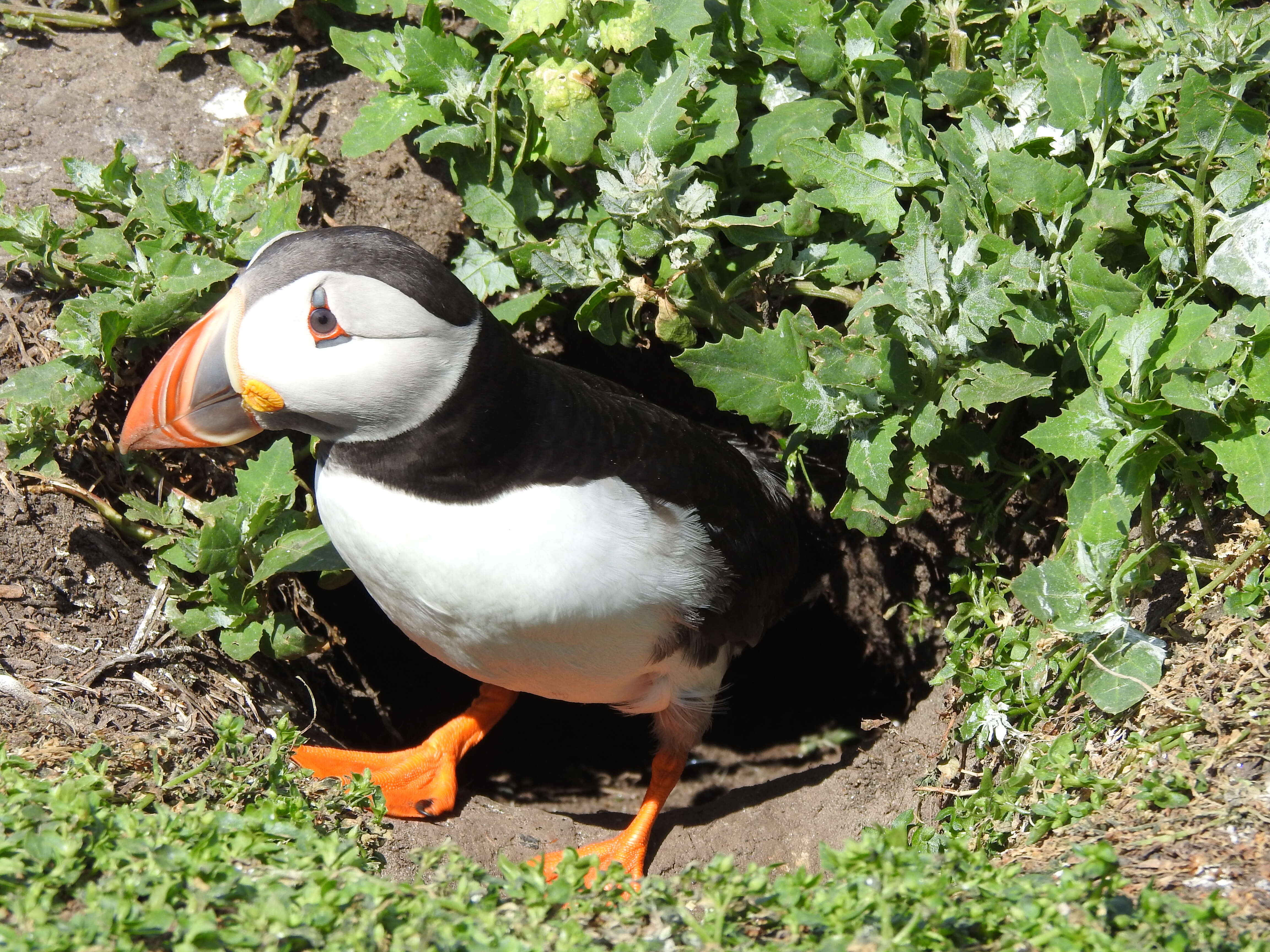 Image of Puffin