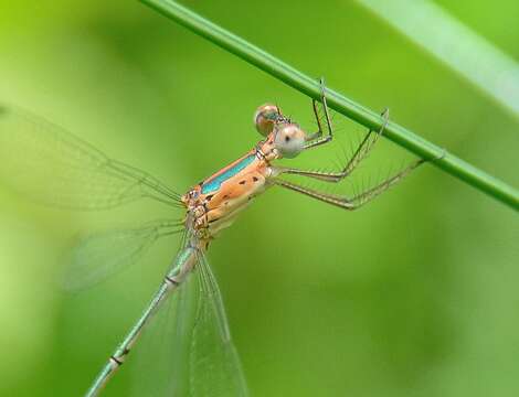 Image of Emerald Spreadwing