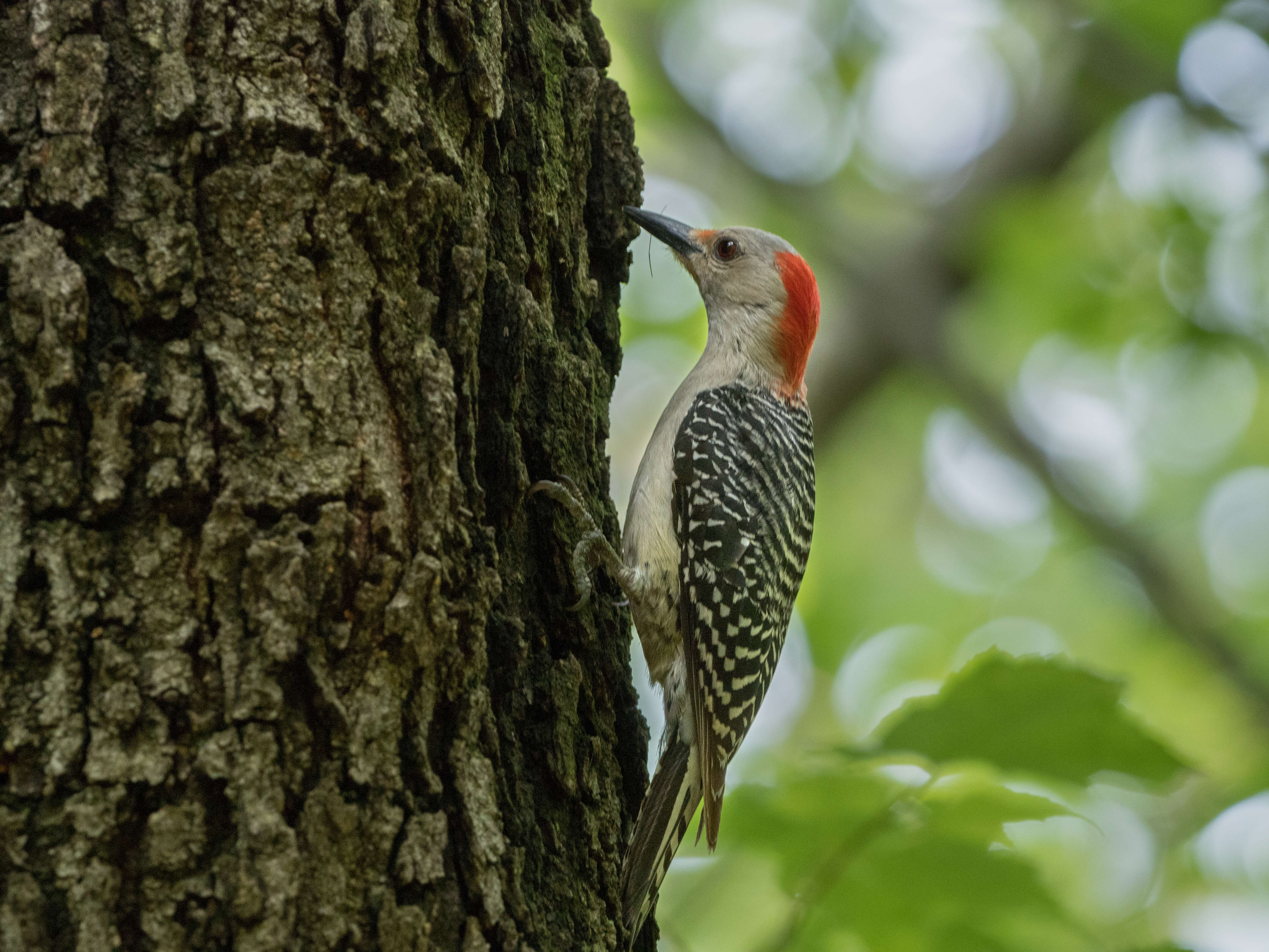 Image of Red-bellied Woodpecker