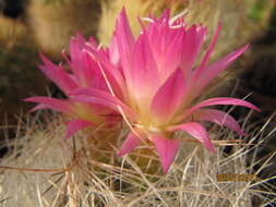 Image of Cactus