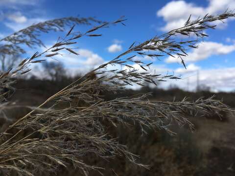 Image of Indiangrass