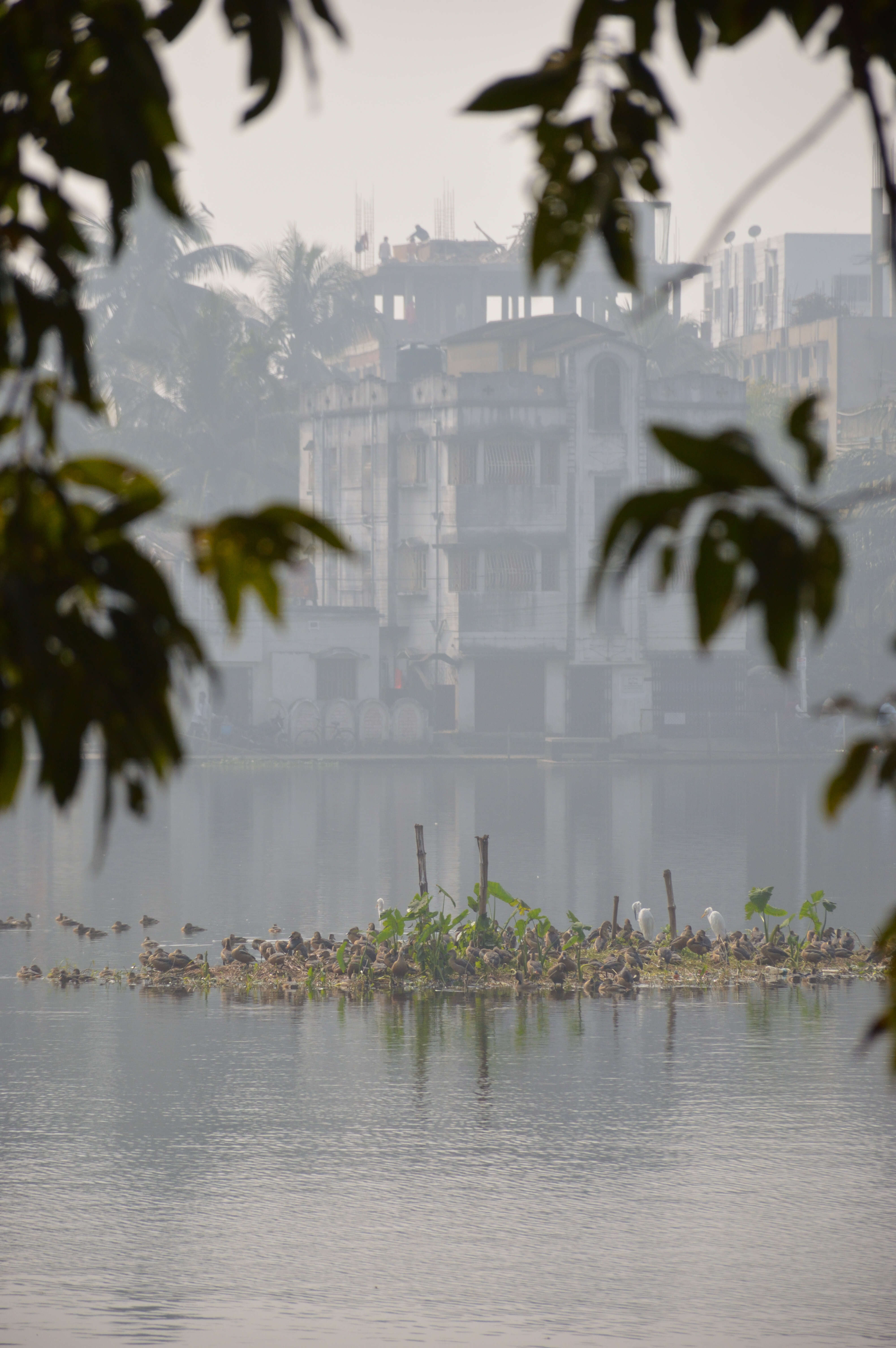 Image of Lesser Whistling Duck