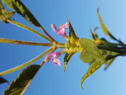 Image of Downy Hemp Nettle