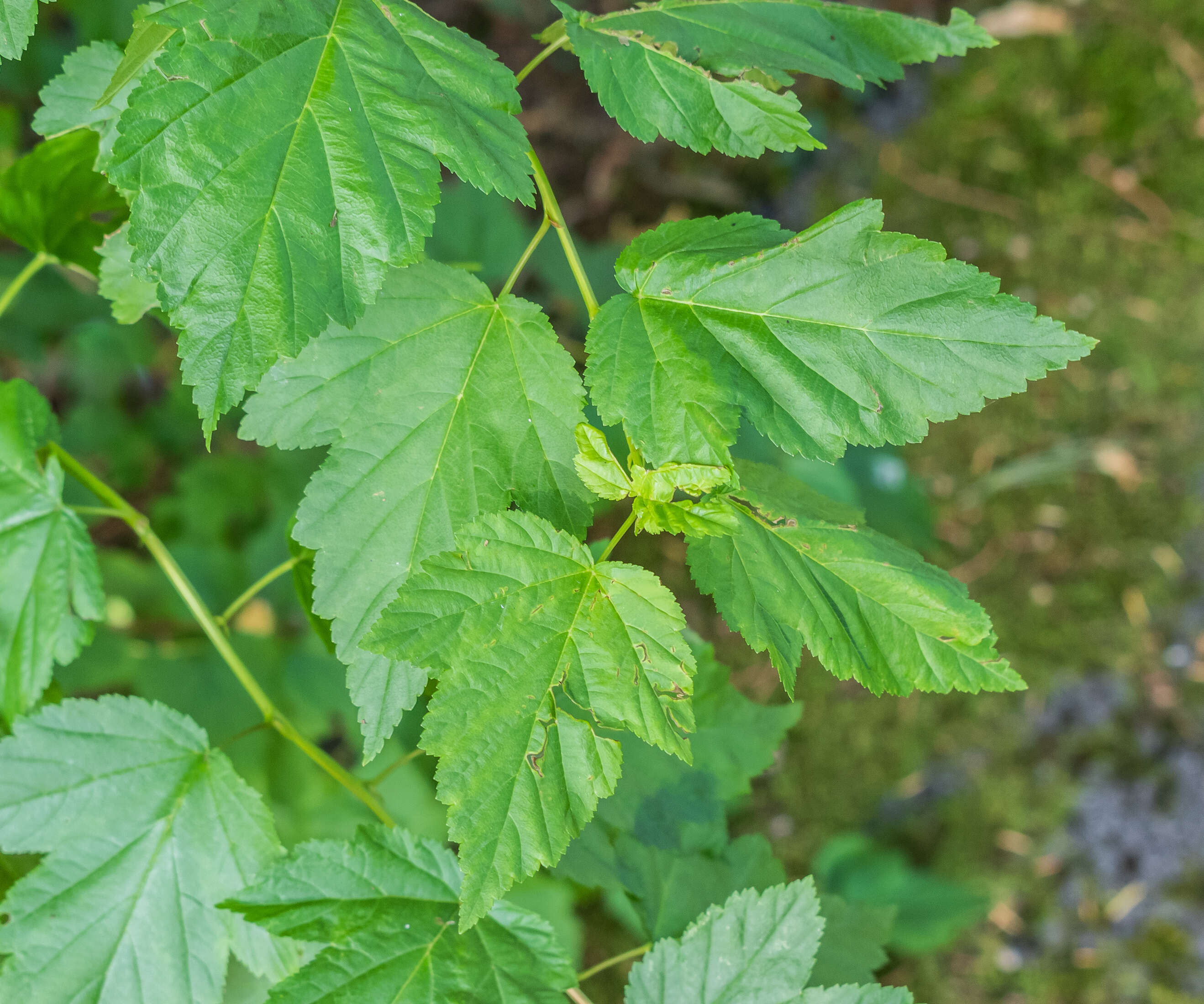 Physocarpus opulifolius (L.) Maxim. resmi