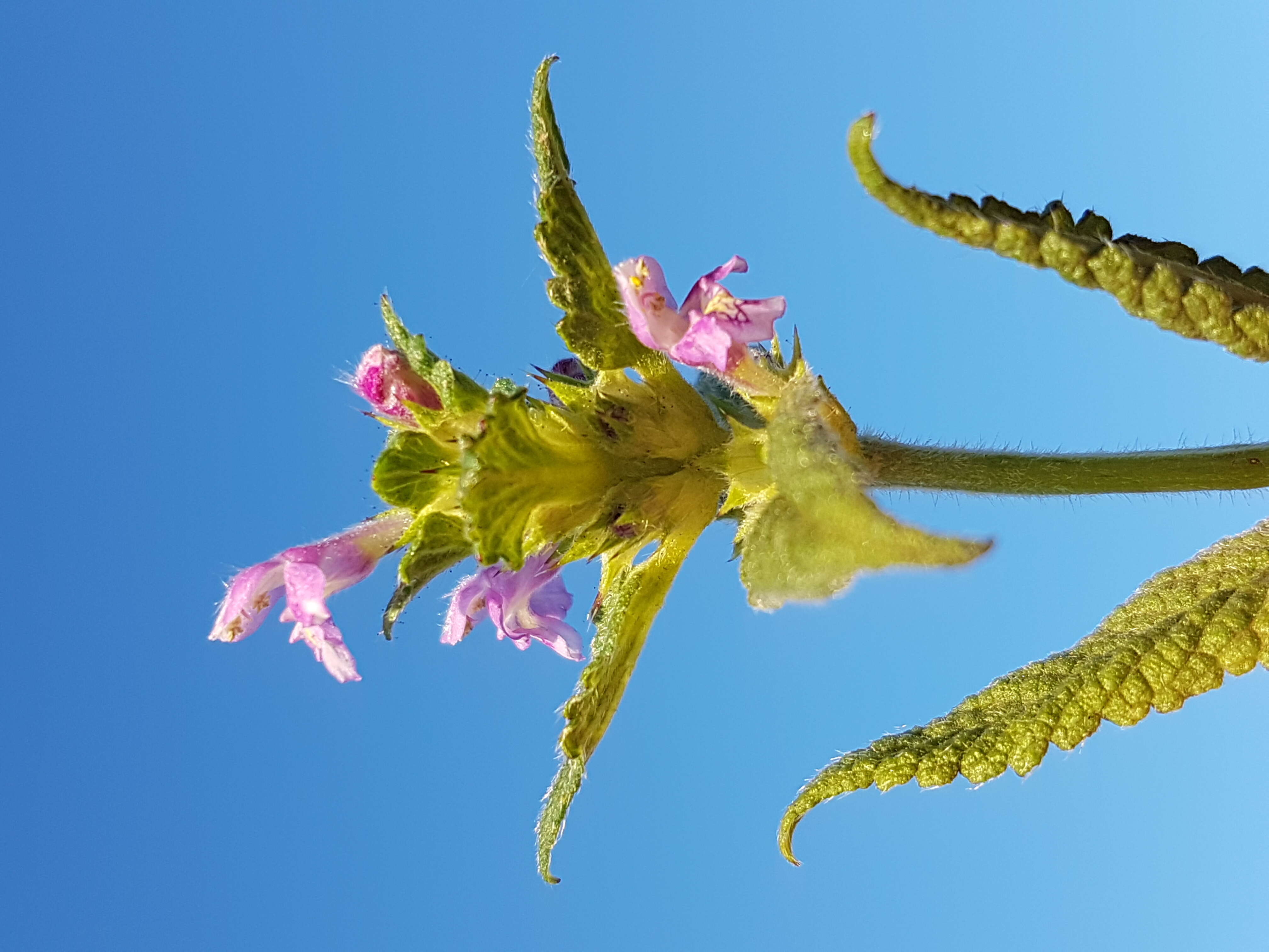 Image of Downy Hemp Nettle