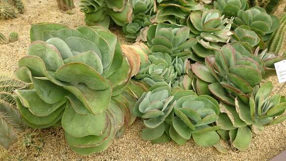 Kalanchoe luciae resmi