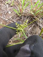 Image de Cyperus hillebrandii Boeckeler