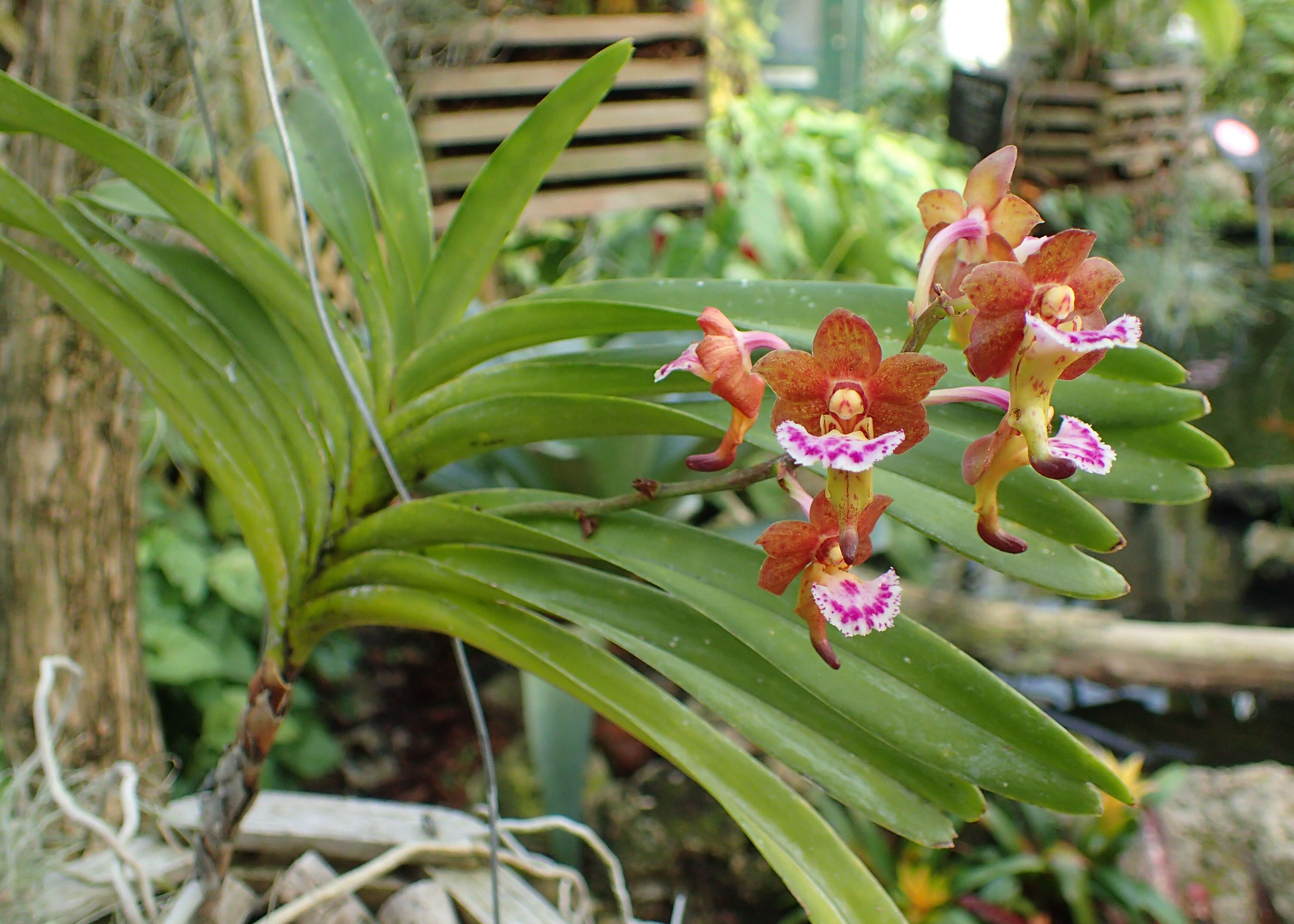 Image of Vanda flabellata (Rolfe ex Downie) Christenson