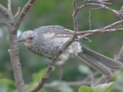 Image of Brown-eared Bulbul