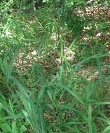 Image of frost grass