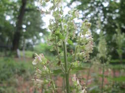 Слика од Teucrium scorodonia L.